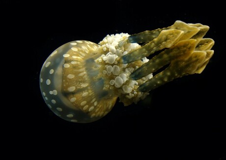 Atlantic jellyfish