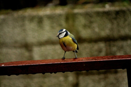 Blue Tit