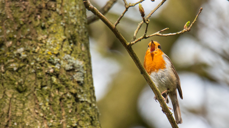 Ieder vogeltje zingt zoals het gebekt is