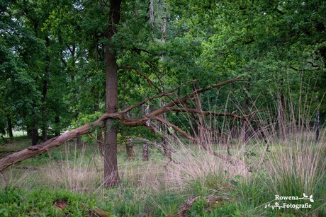 Bijzondere boom