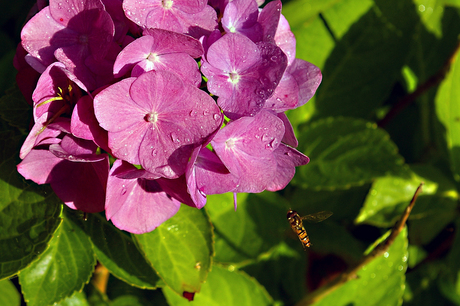 Hortensia in bloei.