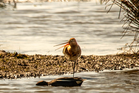 Ik hoor je lekker niet