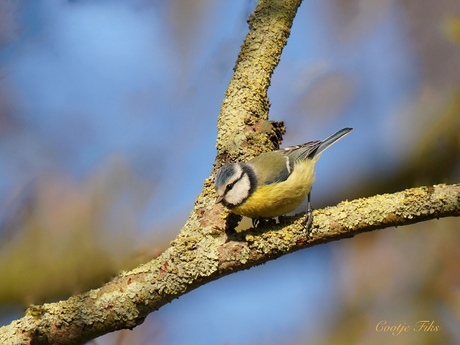 Lente in februari...