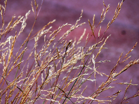 Natuur in de stad (2)