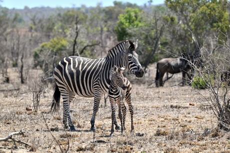 New Born Zebra