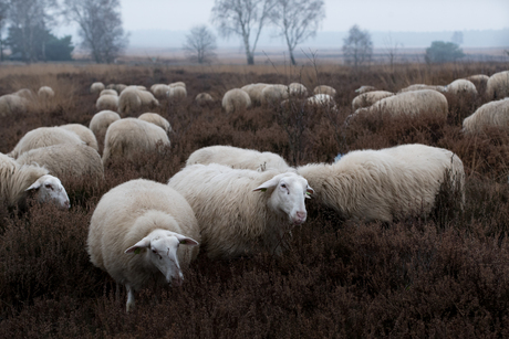 Schaapherder en kudde 05