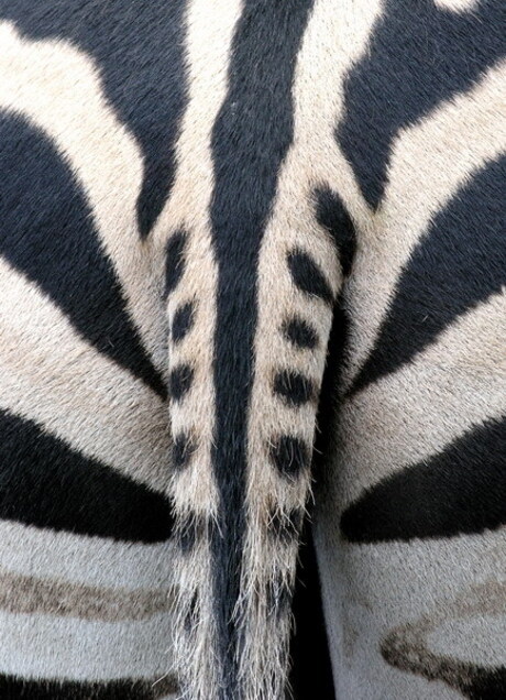 Zebra staart