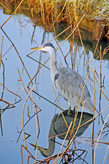 reiger