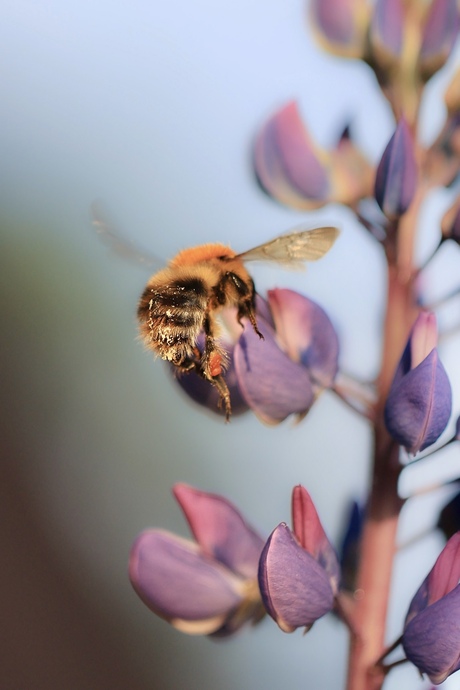 In het avondzonnetje op de lupine 