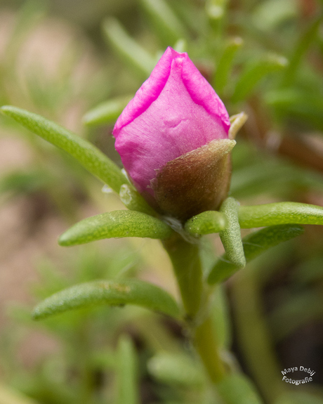 Roze knop