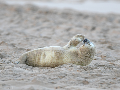 Juveniele zeehond