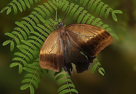 butterfly