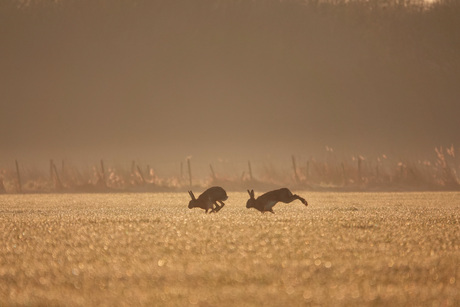 Haasjes in de polders