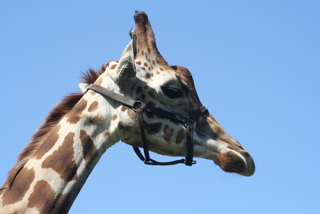 GIRAFFE op het ZEBRApad