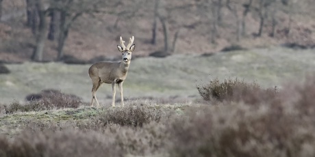 Lentebok