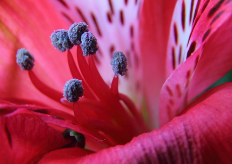 Macro bloem