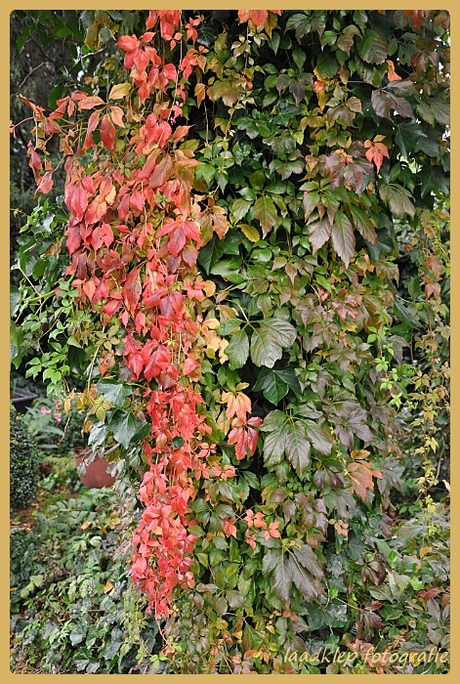 Herfst kleuren