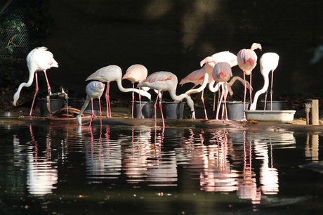 Flamingo's in dierentuin Burger's Zoo, Arnhem