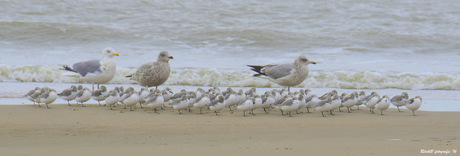 drieteenstrandlopers op het egmondse strand