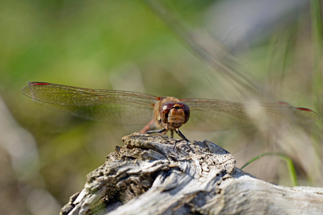 Dragon Fly