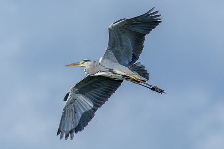 Blauwe reiger in vlucht