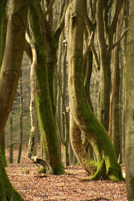 Leuvenumse bos.