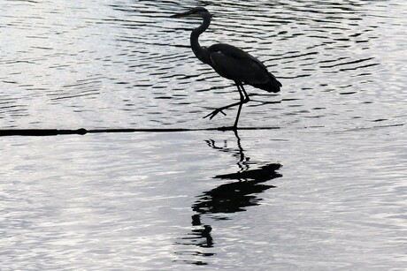 P1190049   Zweth kanaal  bij 7 gaten moerras   Tippelt  over een plankje  23 aug 2022  