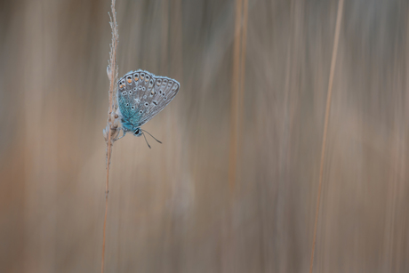 Icarusblauwtje