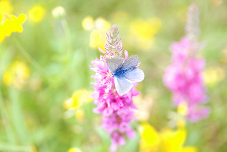 Vlinder op bloem