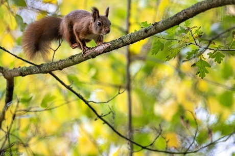 eekhoorn hoog in de boom
