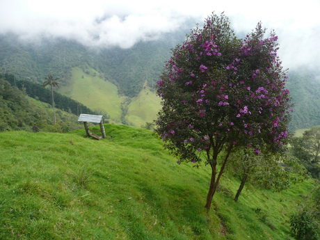 Cocora vallei Colombia