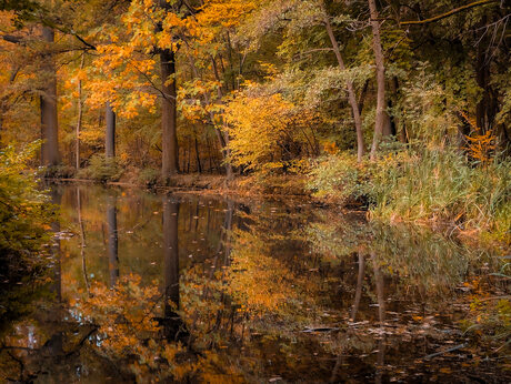 Herfst Reflectie