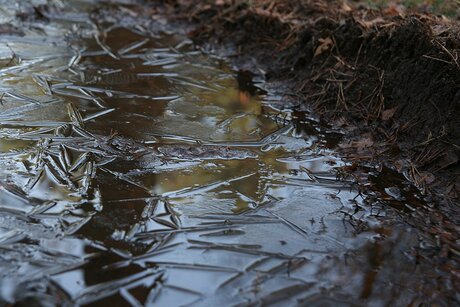 winter hoge veluwe