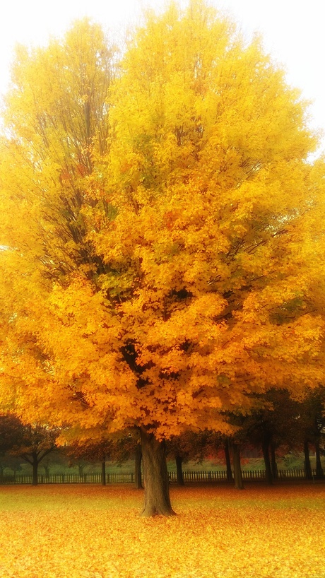 Intense autumn colours
