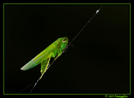 Groene cicade