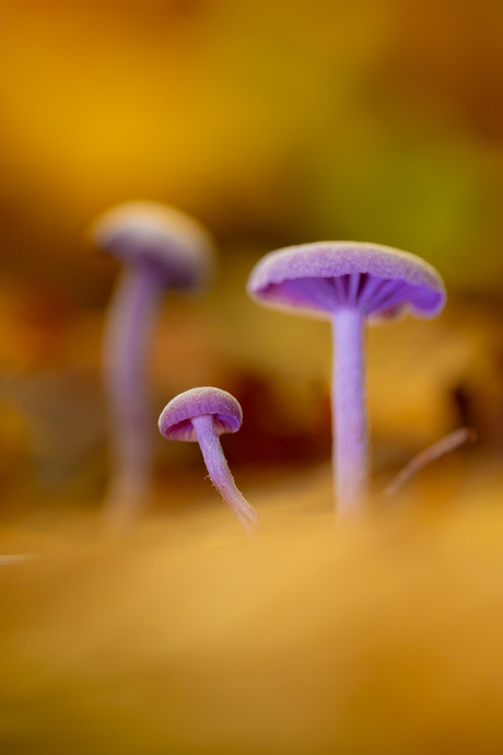 twee zichtbaar, één in herinnering 