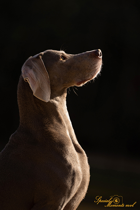 Hond in het mooie zonlicht