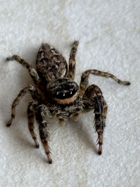 Monstertje 