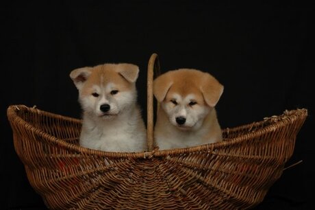 Akita puppies