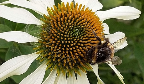 Echinacea (Zonnehoed)_Bij_stuifmeel_165524