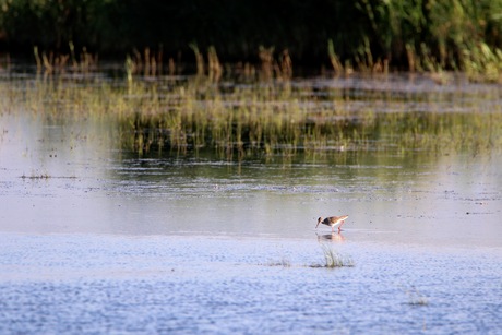 Stappen die het water