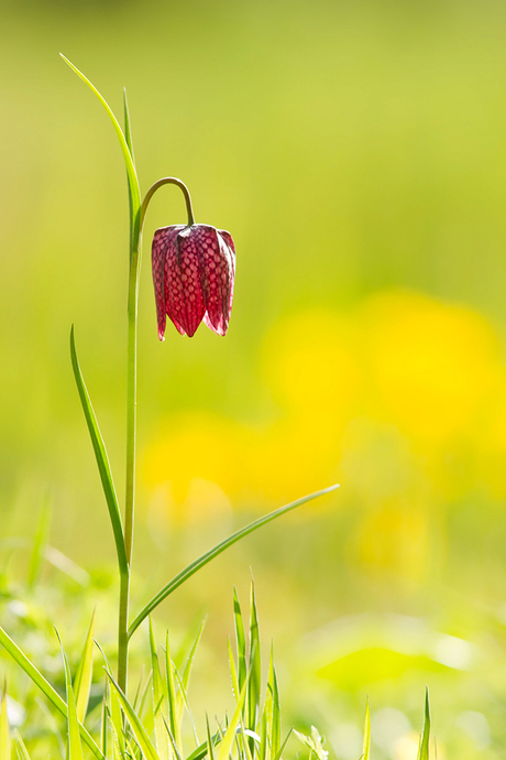 Chess Flower