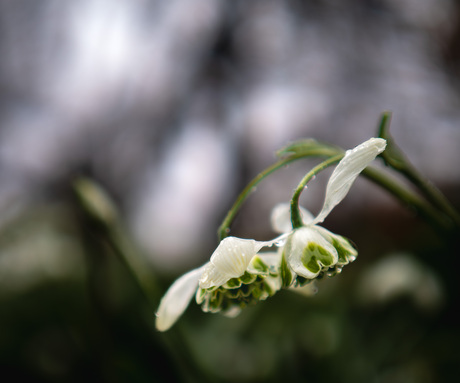 Wondermooi sneeuwklokje