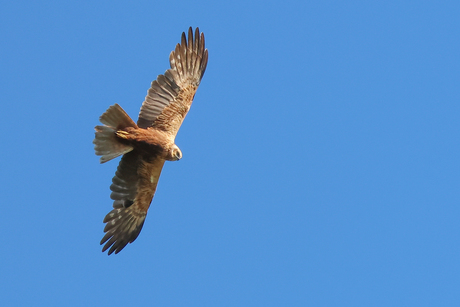 Bruine Kiekendief vrouw 