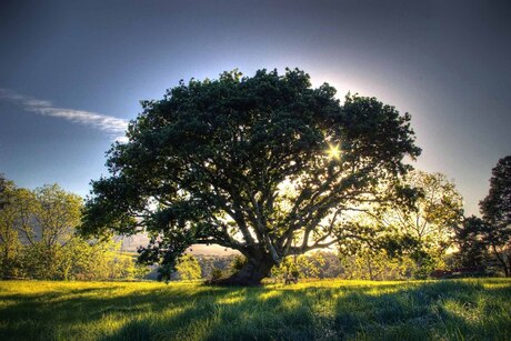 Morning sun (HDR)