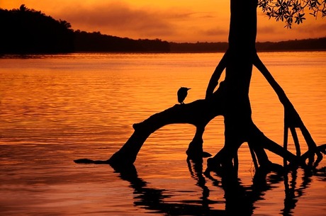 zonsopgang boven de Suriname rivier