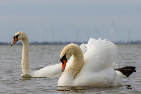 Pronken met de veren