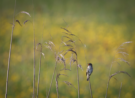 Rietzanger in de velden. 