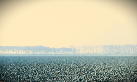 pheasant