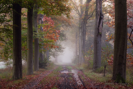 Herfstkleuren 